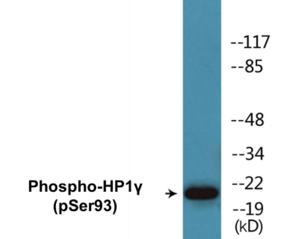 HP1 gamma (phospho Ser93) Cell Based ELISA Kit (A102591-296)