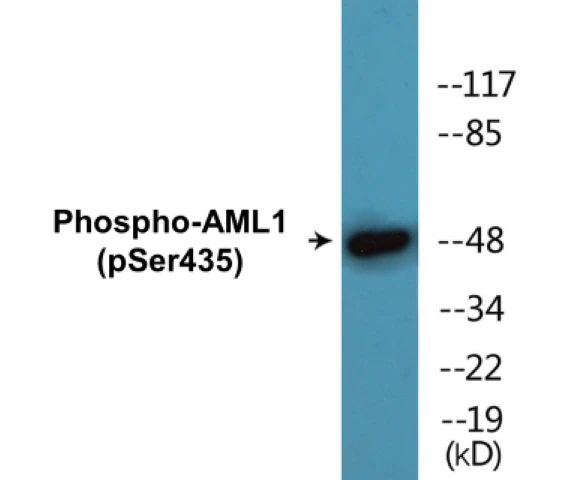 AML1 (phospho Ser435) Cell Based ELISA Kit (A102355-296)