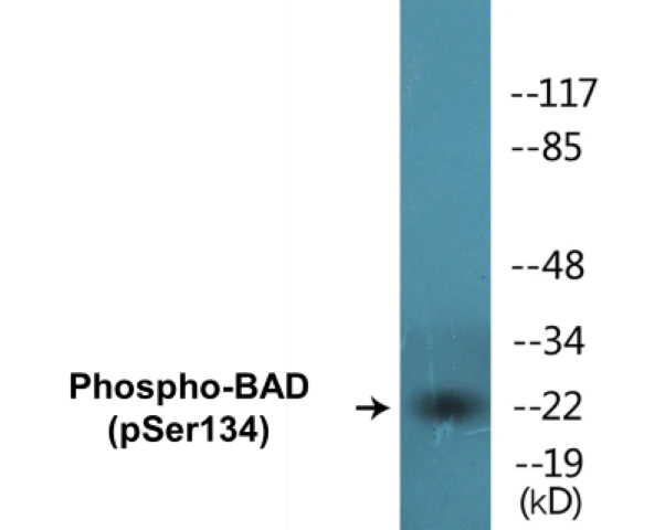 BAD (phospho Ser134) Cell Based ELISA Kit (A102429-296)