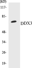 DDX3 Cell Based ELISA Kit (A103230-96)