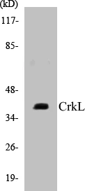 CrkL Cell Based ELISA Kit (A103193-96)