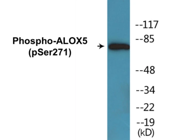 ALOX5 (phospho Ser271) Cell Based ELISA Kit (A102176-296)