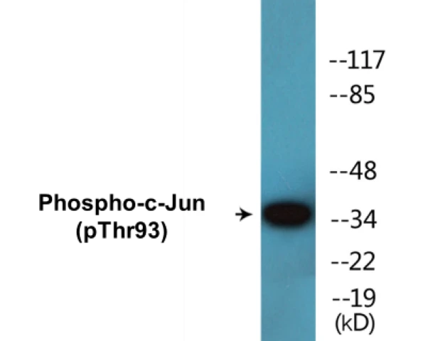 c-Jun (phospho Thr93) Cell Based ELISA Kit (A102336-296)