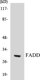 FADD Cell Based ELISA Kit (A103715-96)