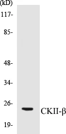 CKII beta Cell Based ELISA Kit (A102924-96)