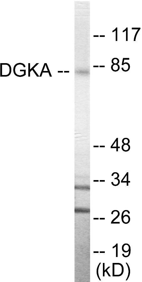 DGKA Cell Based ELISA Kit (A103733-96)