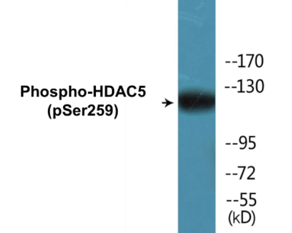 HDAC5 (phospho Ser259) Cell Based ELISA Kit (A103791-296)