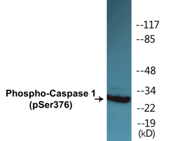 Caspase 1 (phospho Ser376) Cell Based ELISA Kit (A102549-296)