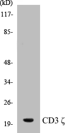 CD3 zeta Cell Based ELISA Kit (A102947-96)