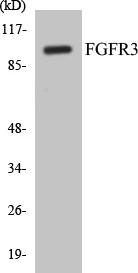 FGFR3 Cell Based ELISA Kit (A103060-96)