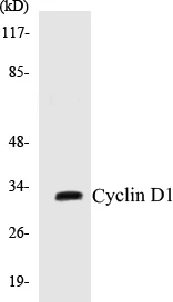 Cyclin D1 Cell Based ELISA Kit (A102931-96)