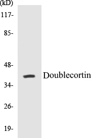 Doublecortin Cell Based ELISA Kit (A102854-96)