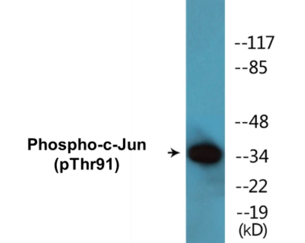 c-Jun (phospho Thr91) Cell Based ELISA Kit (A102335-296)