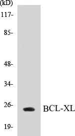 BCL-XL Cell Based ELISA Kit (A102992-96)