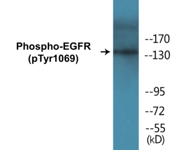 EGFR (phospho Tyr1069) Cell Based ELISA Kit (A102181-296)