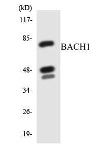 BACH1 Cell Based ELISA Kit (A103670-96)