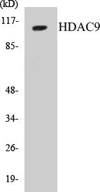 HDAC9 Cell Based ELISA Kit (A103682-96)