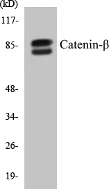 beta Catenin Cell Based ELISA Kit (A102849-96)