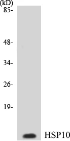 HSP10 Cell Based ELISA Kit (A103067-96)