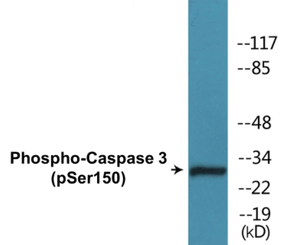 Caspase 3 (phospho Ser150) Cell Based ELISA Kit (A102531-296)