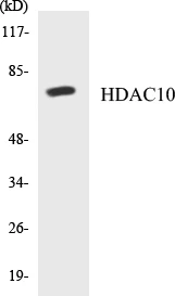 HDAC10 Cell Based ELISA Kit (A102997-96)