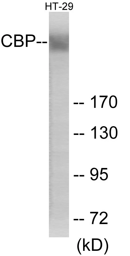 CBP Cell Based ELISA Kit (A103346-96)