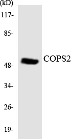 COPS2 Cell Based ELISA Kit (A103154-96)