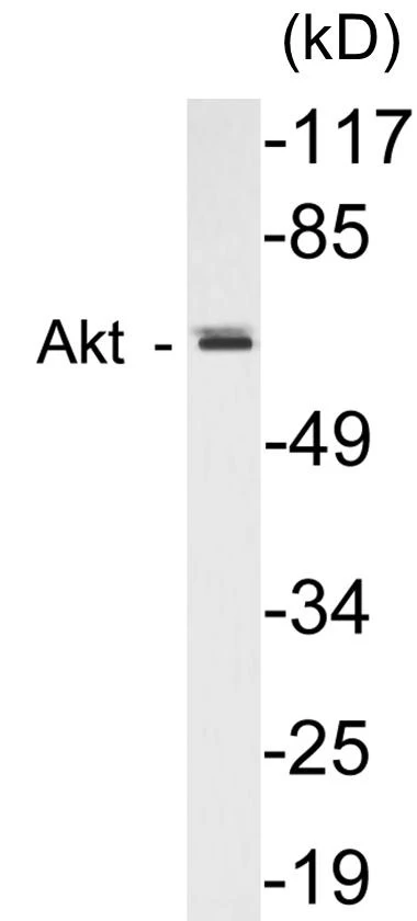 AIRE Cell Based ELISA Kit (A103516-96)