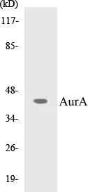 AurA Cell Based ELISA Kit (A103220-96)