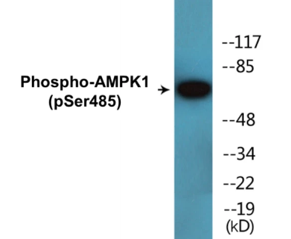 AMPK1 (phospho Ser485) Cell Based ELISA Kit (A102194-296)