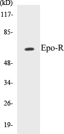 Epo-R Cell Based ELISA Kit (A103091-96)