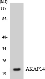 AKAP14 Cell Based ELISA Kit (A103662-96)