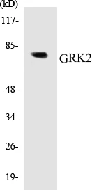 GRK2 Cell Based ELISA Kit (A103186-96)