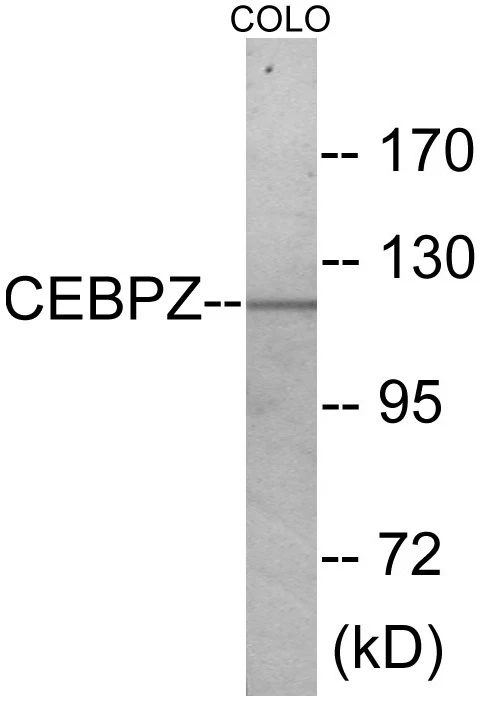 CEBPZ Cell Based ELISA Kit (A103695-96)