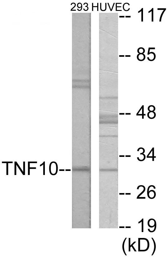 CD253 Cell Based ELISA Kit (A103694-96)