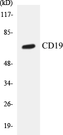 CD19 Cell Based ELISA Kit (A103505-96)