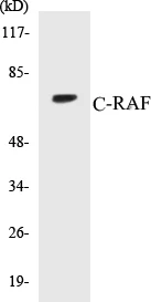 C-RAF Cell Based ELISA Kit (A103057-96)