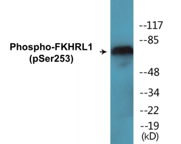 FKHRL1 (phospho Ser253) Cell Based ELISA Kit (A102073-296)