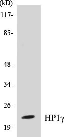 HP1 gamma Cell Based ELISA Kit (A102938-96)