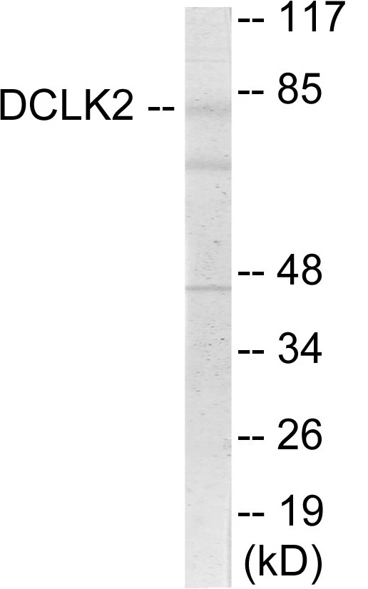 DCLK2 Cell Based ELISA Kit (A103484-96)