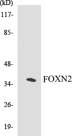 FOXN2 Cell Based ELISA Kit (A103679-96)