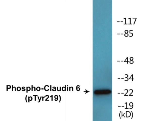 Claudin 6 (phospho Tyr219) Cell Based ELISA Kit (A102689-296)