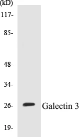 Galectin 3 Cell Based ELISA Kit (A102873-96)