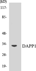 DAPP1 Cell Based ELISA Kit (A103434-96)