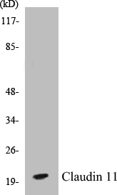 Claudin 11 Cell Based ELISA Kit (A102886-96)