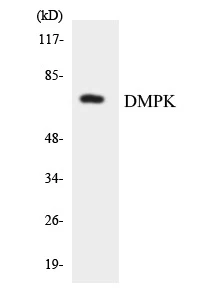 DMPK Cell Based ELISA Kit (A103737-96)