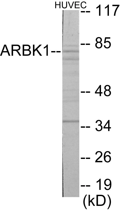 ARBK1 Cell Based ELISA Kit (A103050-96)