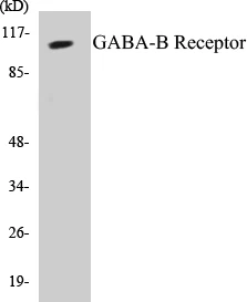 GABA-B Receptor Cell Based ELISA Kit (A102827-96)