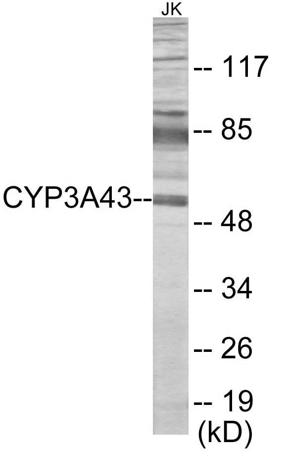 Cytochrome P45 03A43 Cell Based ELISA Kit (A103599-96)