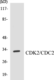 CDK2 Cell Based ELISA Kit (A103192-96)